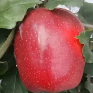 big bucks gala apple tree