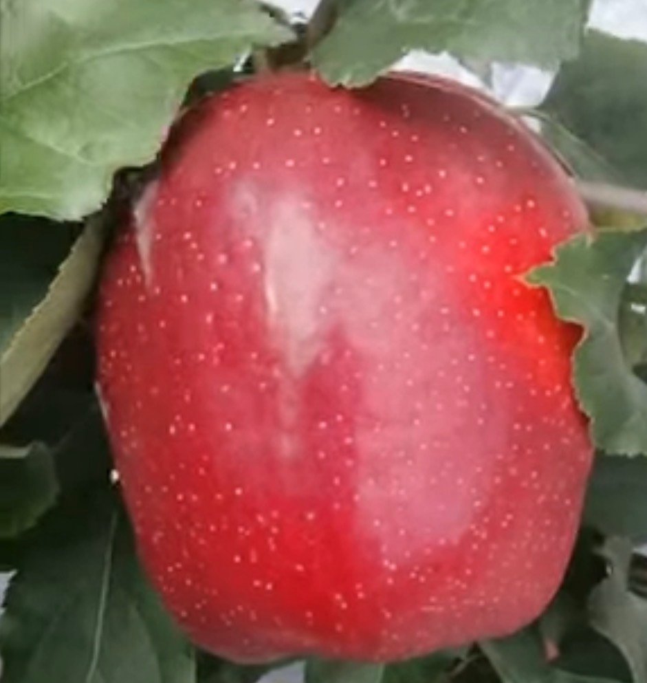 big bucks gala apple tree big bucks gala apple tree