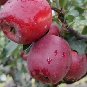 meema 16316 gala apple tree