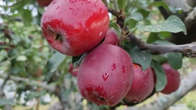 meema 16316 gala apple tree meema 16316 gala apple tree
