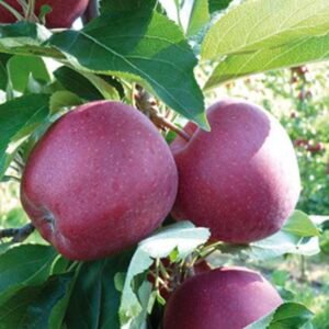 gala ann apple tree
