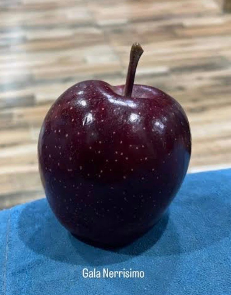nerrisimo gala apple tree nerrisimo gala apple tree